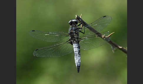 Spitzenfleck (Libellula fulva)