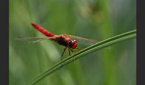 Feuerlibelle (Crocothemis erythraea)