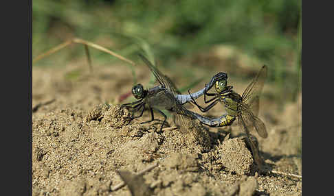 Oestlicher Blaupfeil (Orthetrum albistylum)