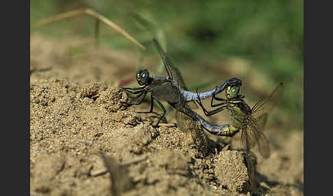 Oestlicher Blaupfeil (Orthetrum albistylum)