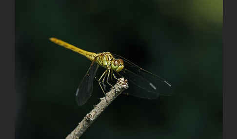 Südliche Heidelibelle (Sympetrum meridionale)