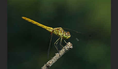 Südliche Heidelibelle (Sympetrum meridionale)