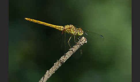 Südliche Heidelibelle (Sympetrum meridionale)