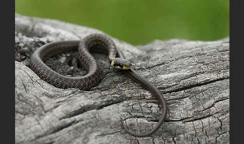 Aeskulapnatter (Zamenis longissimus)