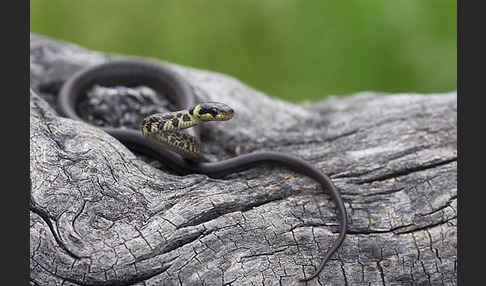 Aeskulapnatter (Zamenis longissimus)