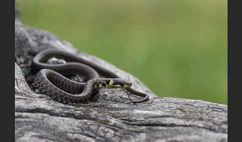 Aeskulapnatter (Zamenis longissimus)