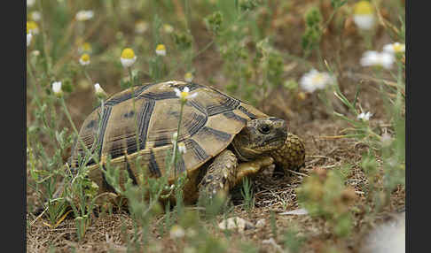 Maurische Landschildkröte (Testudo graeca)