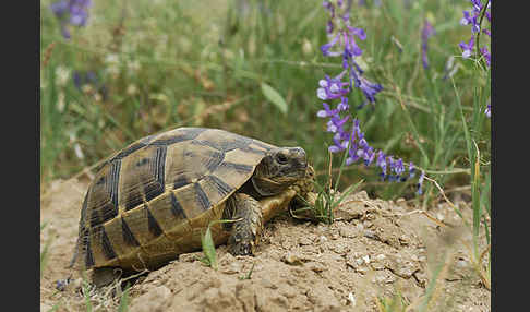 Maurische Landschildkröte (Testudo graeca)