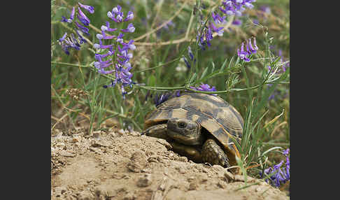 Maurische Landschildkröte (Testudo graeca)