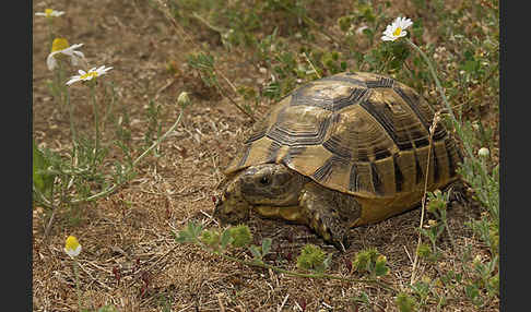 Maurische Landschildkröte (Testudo graeca)