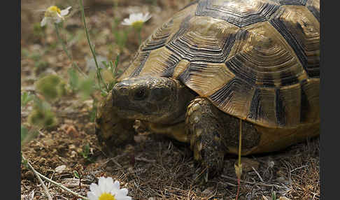 Maurische Landschildkröte (Testudo graeca)