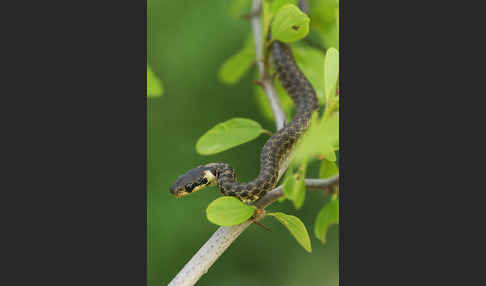 Aeskulapnatter (Zamenis longissimus)