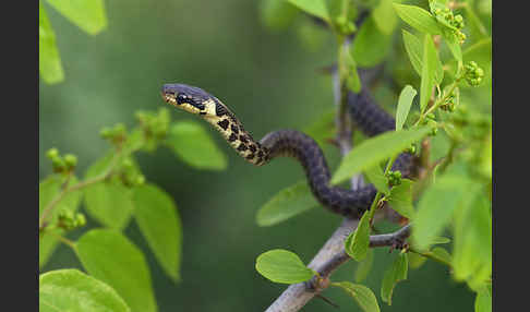 Aeskulapnatter (Zamenis longissimus)