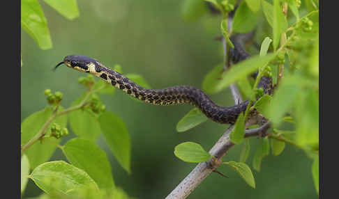 Aeskulapnatter (Zamenis longissimus)