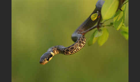 Aeskulapnatter (Zamenis longissimus)