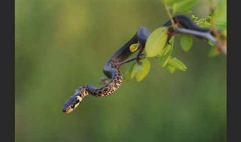 Aeskulapnatter (Zamenis longissimus)