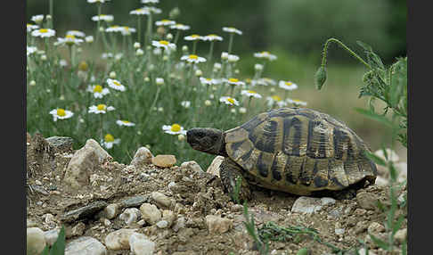 Griechische Landschildkröte (Testudo hermanni)