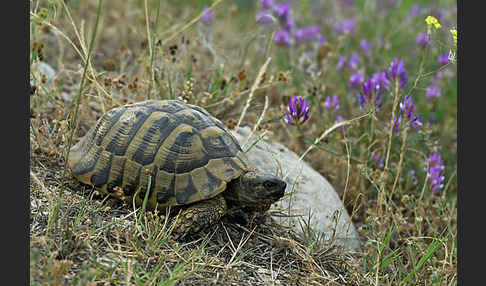 Griechische Landschildkröte (Testudo hermanni)