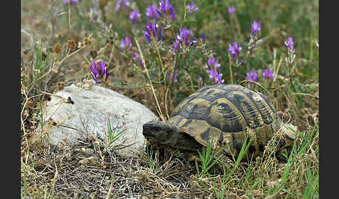 Griechische Landschildkröte (Testudo hermanni)