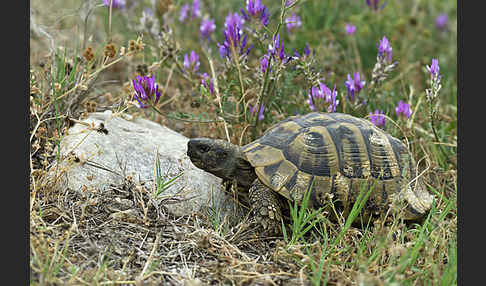 Griechische Landschildkröte (Testudo hermanni)