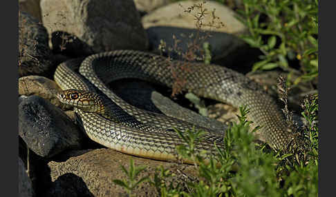 Kaspische Zornnatter (Dolichophis caspius)