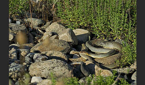 Kaspische Zornnatter (Dolichophis caspius)