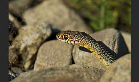 Kaspische Zornnatter (Dolichophis caspius)