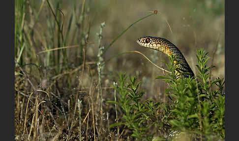 Kaspische Zornnatter (Dolichophis caspius)