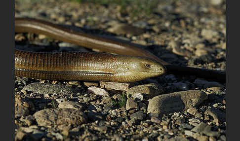 Scheltopusik (Pseudopus apodus)