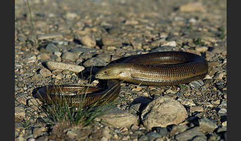 Scheltopusik (Pseudopus apodus)