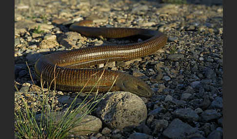 Scheltopusik (Pseudopus apodus)