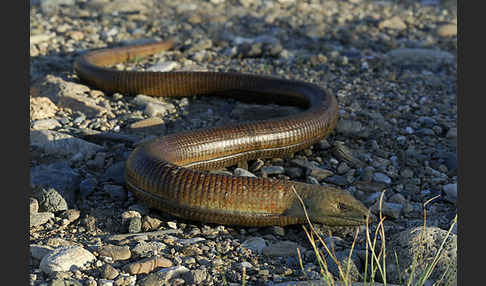 Scheltopusik (Pseudopus apodus)