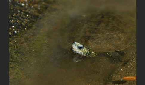 Balkan-Bachschildkröte (Mauremys rivulata)