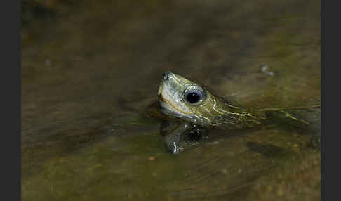 Balkan-Bachschildkröte (Mauremys rivulata)