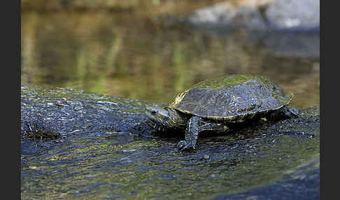 Balkan-Bachschildkröte (Mauremys rivulata)