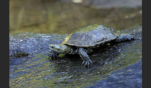 Balkan-Bachschildkröte (Mauremys rivulata)