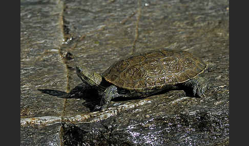 Balkan-Bachschildkröte (Mauremys rivulata)