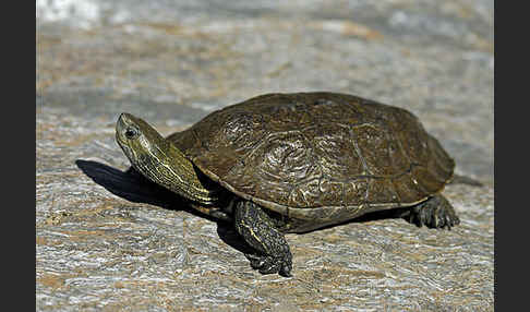 Balkan-Bachschildkröte (Mauremys rivulata)