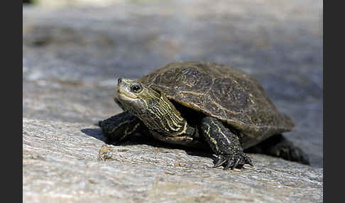 Balkan-Bachschildkröte (Mauremys rivulata)