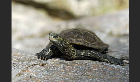 Balkan-Bachschildkröte (Mauremys rivulata)