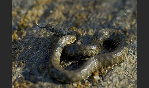 Würfelnatter (Natrix tesselata)