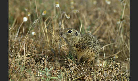 Gemeines Ziesel (Citellus citellus)