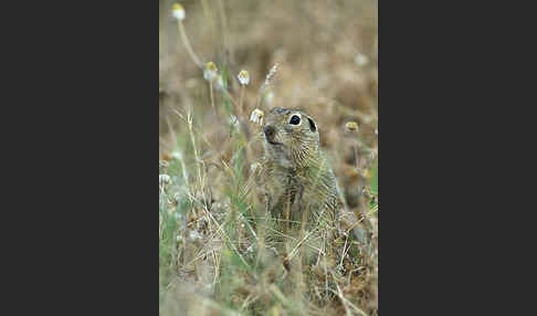 Gemeines Ziesel (Citellus citellus)