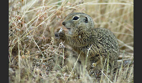 Gemeines Ziesel (Citellus citellus)