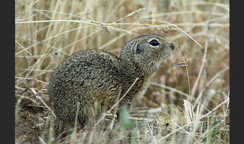 Gemeines Ziesel (Citellus citellus)