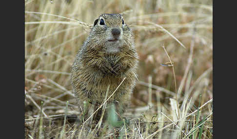 Gemeines Ziesel (Citellus citellus)