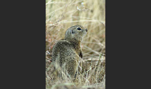 Gemeines Ziesel (Citellus citellus)