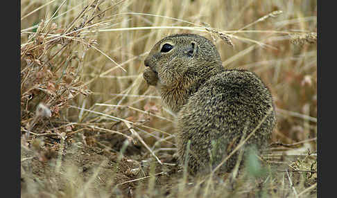 Gemeines Ziesel (Citellus citellus)