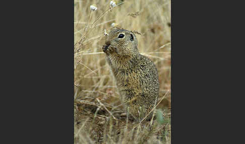 Gemeines Ziesel (Citellus citellus)