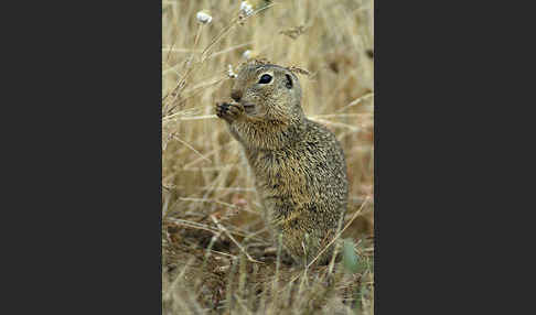 Gemeines Ziesel (Citellus citellus)